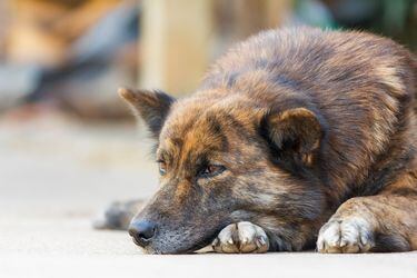 Thai dog resting on grunge concrete floor