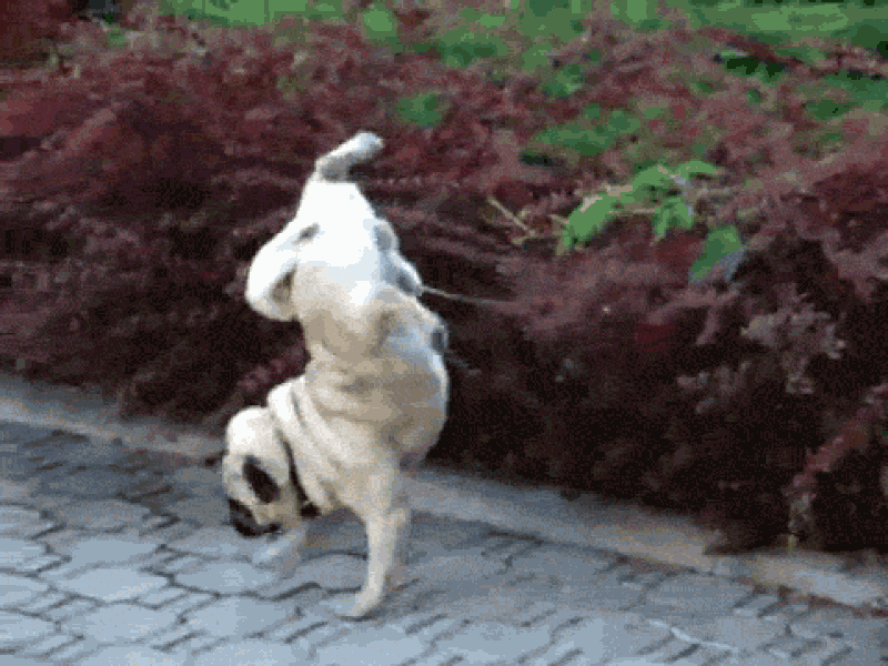 Porque Mi Cachorro No Levanta La Pata Para Orinar