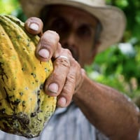 Cacao rompe la barrera de los US$9.000 por tonelada y cotiza en máximos por la escasez de oferta