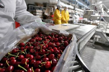 Chile lideró las exportaciones de cerezas del hemisferio sur en la temporada 2022-2023 con el 97% de los envíos