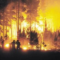 SNA pide penas ejemplares para responsables de incendios y lamenta pérdidas de predios