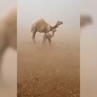 “Ríos de arena” y extremas lluvias azotan a Arabia Saudita