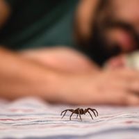 ¿Qué hacer ante una mordedura de araña de rincón y cómo prevenirlas?