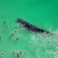 Ballena sorprende a decenas de bañistas en una playa australiana