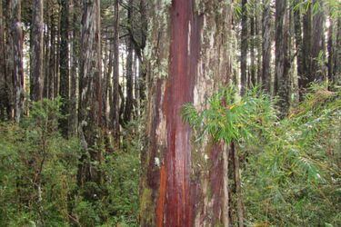 Conaf Los Ríos denunció ante el Ministerio Público daño de turistas a 29 árboles del Parque Nacional Alerce Costero