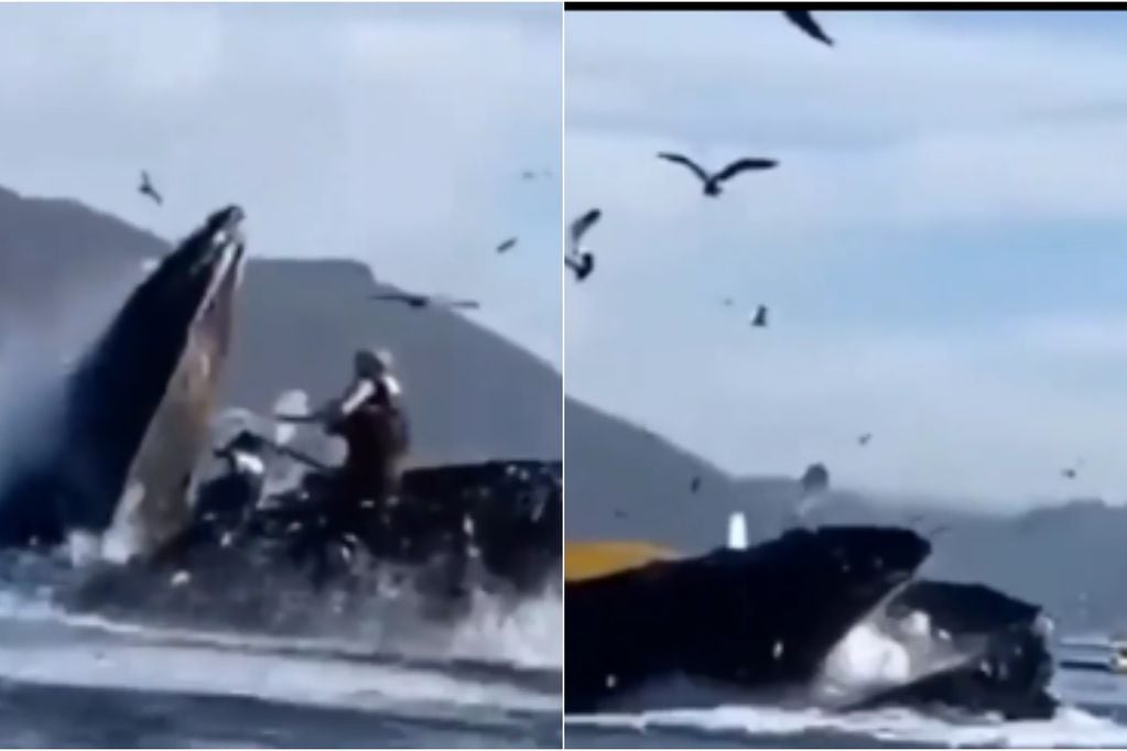 Ataque de ballena en California