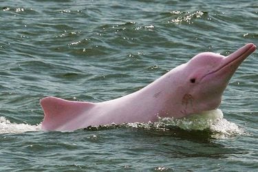 delfin-rosado