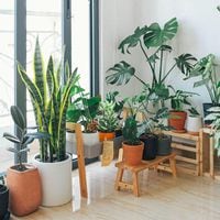 Qué hacer con tus plantas y cómo cuidarlas cuando te vas de vacaciones