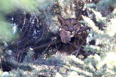 Puma se encuentra en la cima de un arbol dentro de un domicilio particular