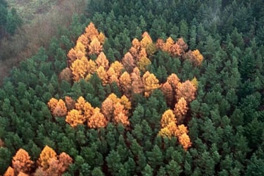 La historia de la esvástica del bosque, el símbolo nazi que estuvo oculto por medio siglo