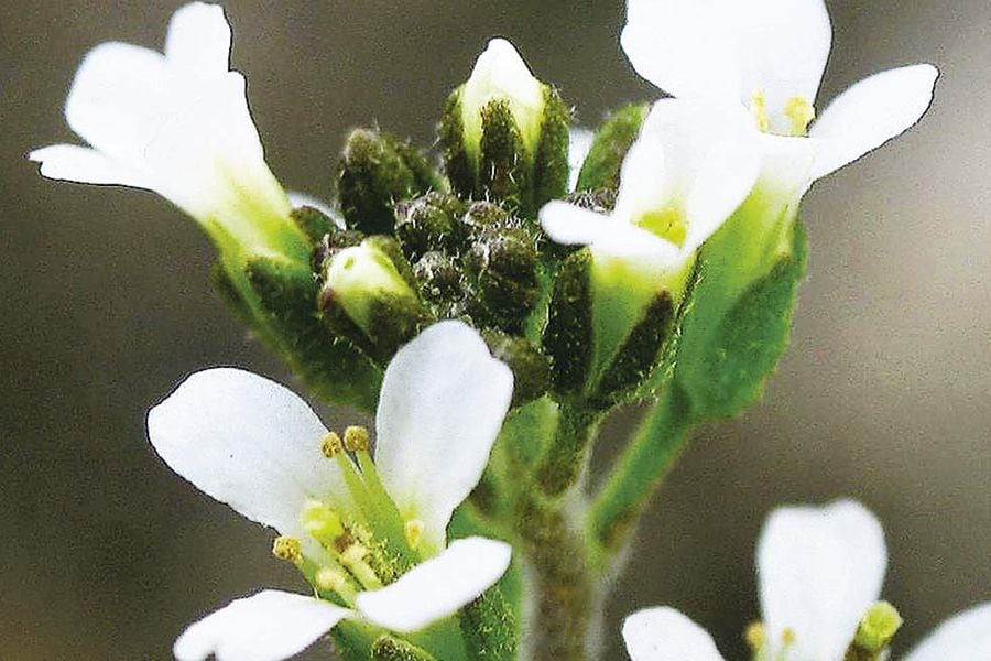 arabidopsis_thaliana_inflorescencias-35858549