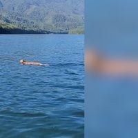 Captan a un puma nadando y cruzando un río en el sur de Chile