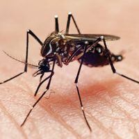 5 factores que contribuyen a que los mosquitos piquen más a unas personas que a otras