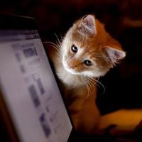 En el día del gato recordamos los gatos más famosos de internet