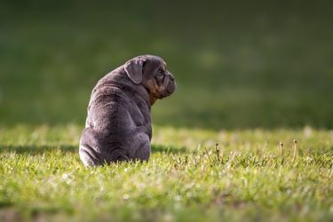 Cómo saber si tu perro tiene sobrepeso (y los peligros de la obesidad en las mascotas)