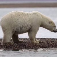El cambio climático desplaza a osos polares a una aldea en Alaska en busca de alimento