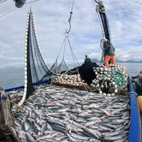 Quiénes son los grupos más golpeados por el proyecto de ley de pesca del gobierno