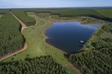 Por qué las grandes forestales chilenas se van a Brasil