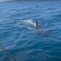 Video: manada de orcas ataca a las embarcaciones de la Ocean Race
