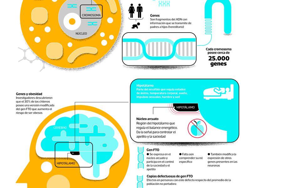 diabetes precursora de la obesidad