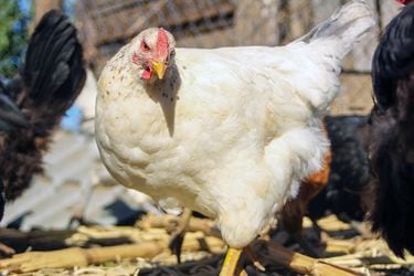 Gobierno confirma el segundo caso de gripe aviar en una producción y llama al confinamiento de aves