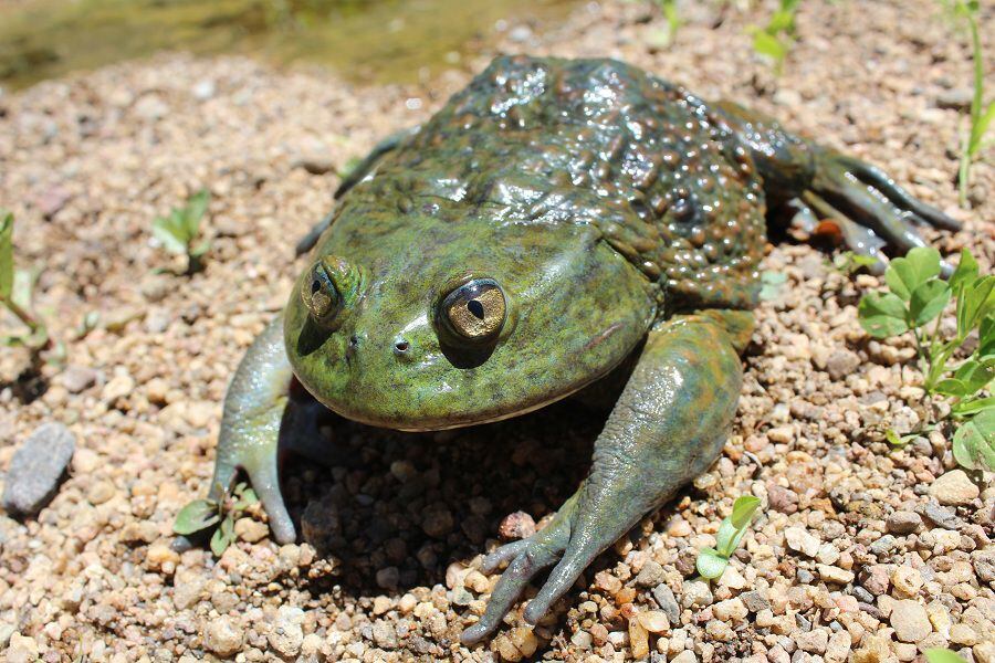 Chilean giant frog_Calyptocephalella gayi_ endemic from Chile. chytrid suspected behing their decline_copyright Claudio Soto-Azat