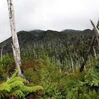 Estudio revela aumento de vegetación tras erupción del Chaitén