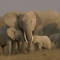 Lista Roja | Elefantes africanos se encuentran en creciente peligro de extinción