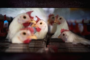 “Por si acaso”: Laboratorios preparan vacunas contra gripe aviar ante eventual nueva pandemia