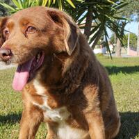 La historia de Bobi, el perro más longevo del mundo que falleció a sus 31 años