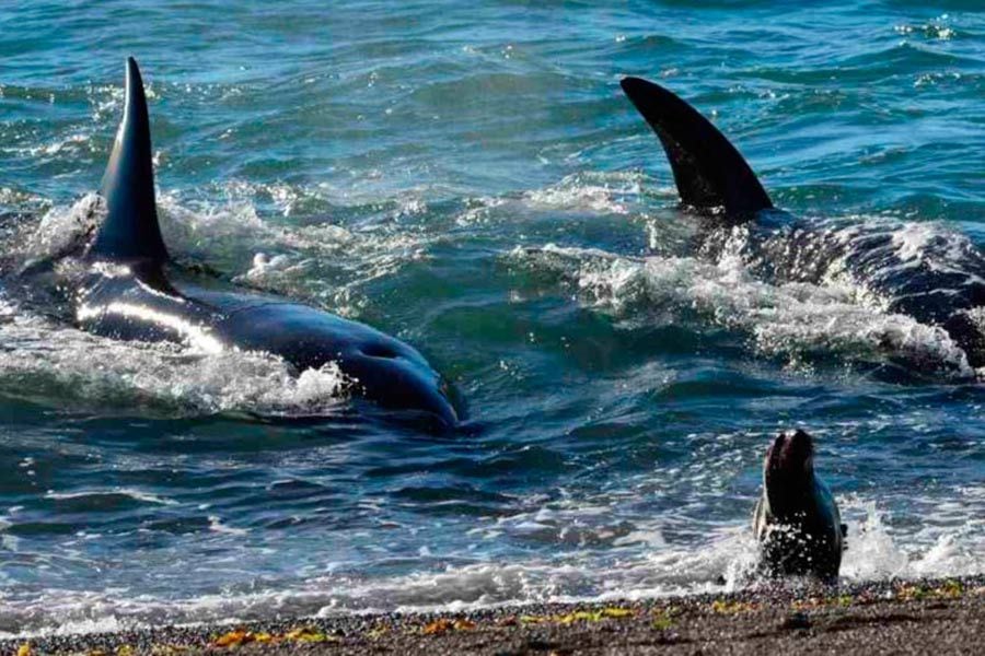 orcas-peninsula-de-valdez-1000x500