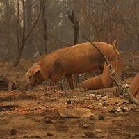 Indap: 33.909 animales murieron debido a los incendios forestales en la zona centro sur del país