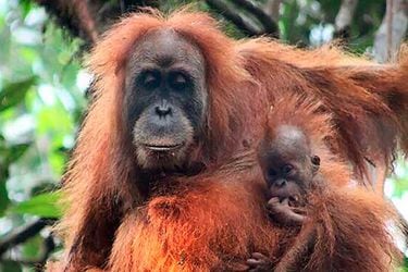 nuevo-orangutan-sumatra-1