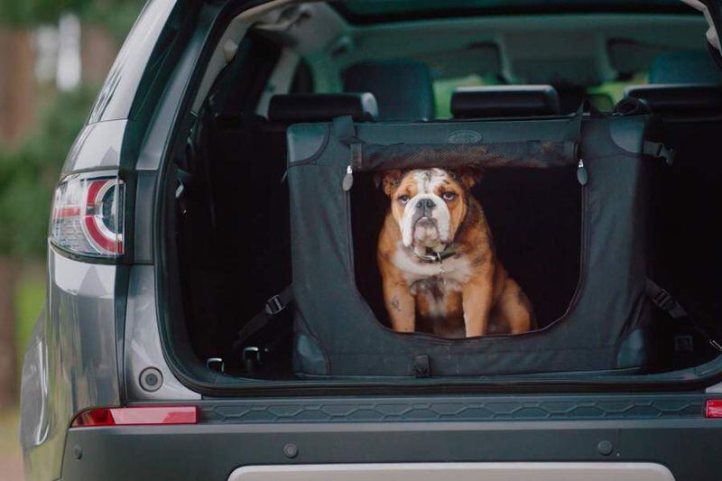 Sixt Chile es el primer Rent a Car Pet Friendly del país La Tercera