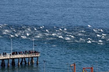 Una manada de delfines grises visitó Valparaíso