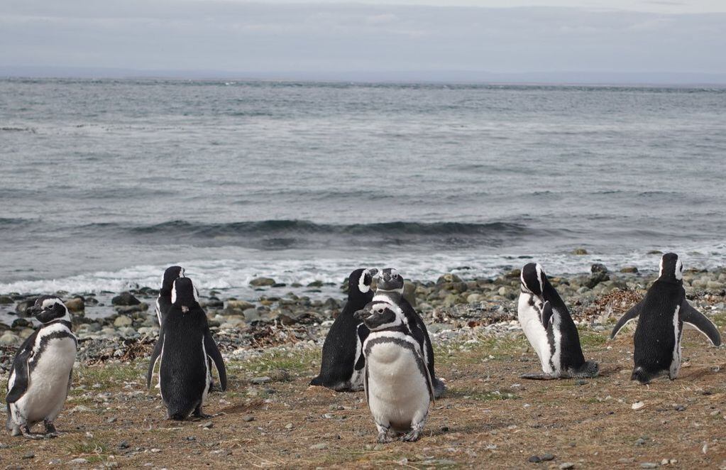 Pingüinos magallánicos en la orilla. FOTO: Guido Macari