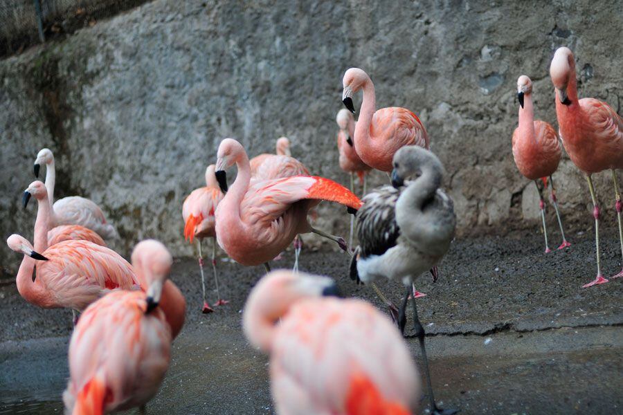 zoologico metropolitano