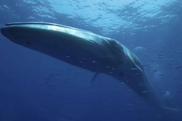 El impactante video de una ballena con escoliosis