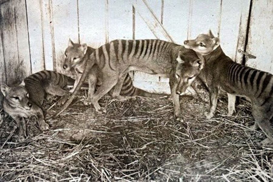 tigre-de-tasmania