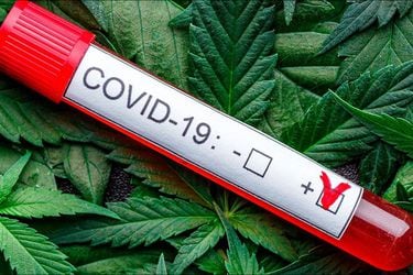 Compuestos de cannabis pueden prevenir la propagación del Covid-19