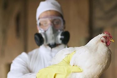 SAG confirma primer caso de gripe aviar en planta industrial de aves en la región del Biobío