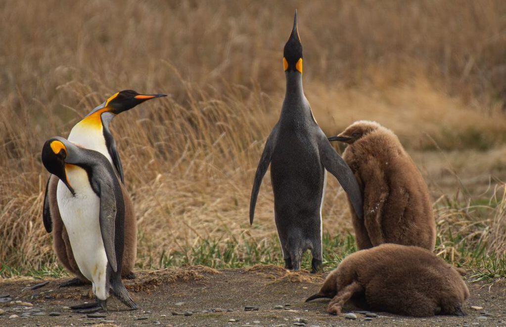Pingüino rey y polluelos en crecimiento. FOTO: Eduardo Betancourt