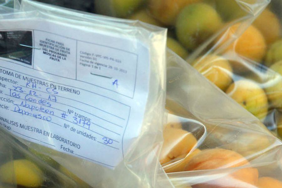 SAG mosca de la fruta