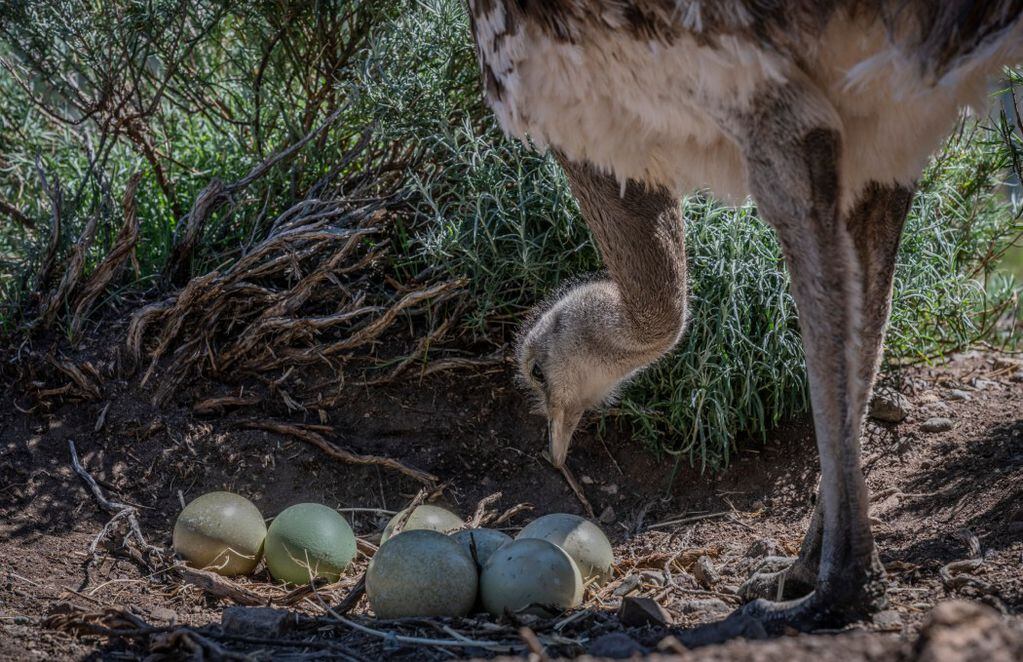 Ñandú cuida sus huevos. FOTO: Marcelo Mascareño, para Rewilding Chile