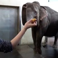 Esta elefanta pela los platanos antes de comerlos