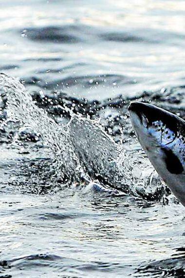 SALMON - SALMONES SALTANDO SOBRE EL AGUA - INDUSTRIA SALMONERA - PECES - PESCADOS - EFECTO FOTOGRAFICO - EFECTO VISUAL