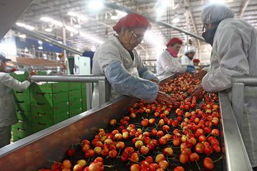 Un virus inquieta a los exportadores chilenos de cerezas a China: “Estamos haciéndonos cargo del problema, no hay que sobredimensionar”
