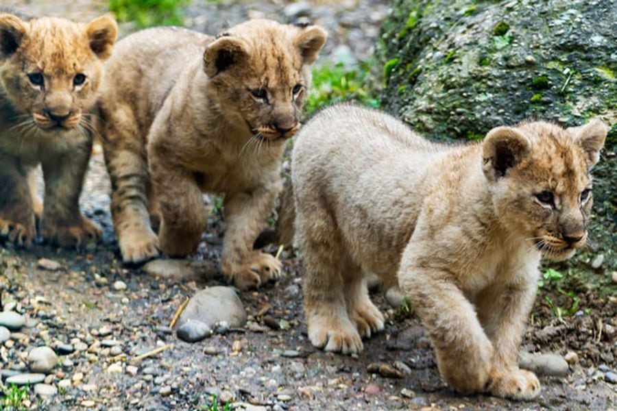 Zoológico sueco admite haber sacrificado 9 leones cachorros por falta de  espacio - La Tercera