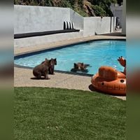 Familia de osos disfruta de un “día de piscina” en una casa en California
