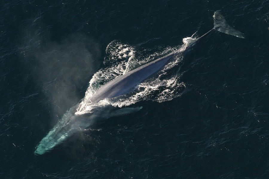 Ballena Azul